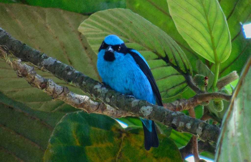 Turquoise Dacnis photo