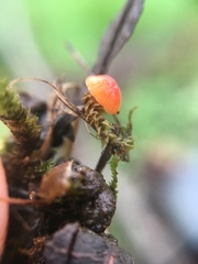 Mycena acicula