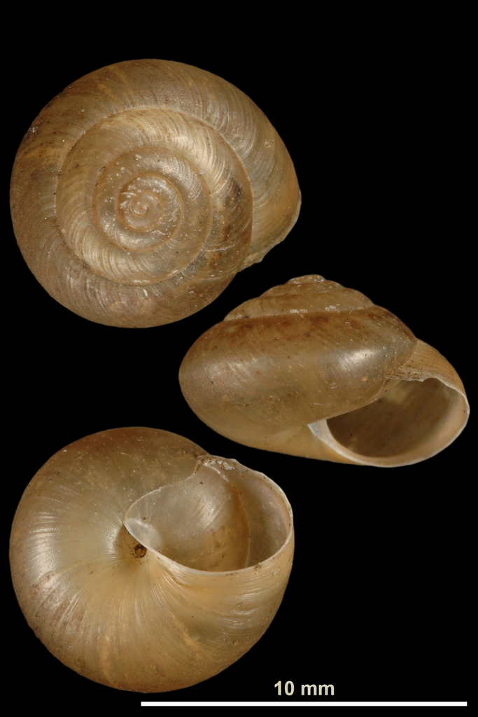 Urticicola suberinus