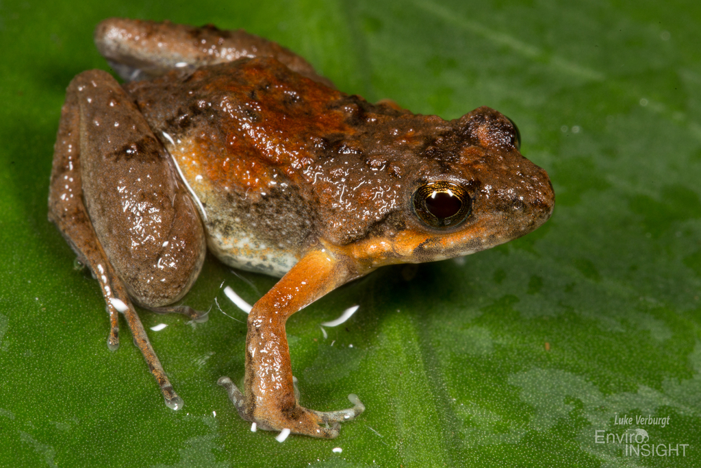 Calm Puddle Frog