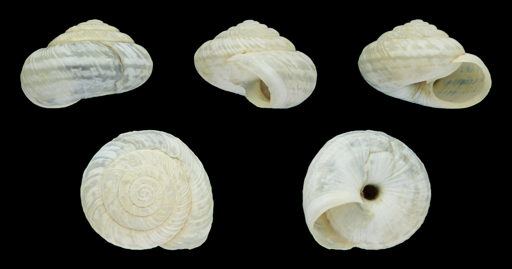 Helicella iberica