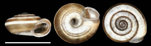 Zarateana arganica
