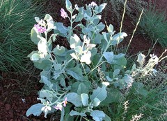 Solanum lasiophyllum