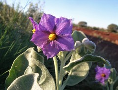 Solanum lasiophyllum