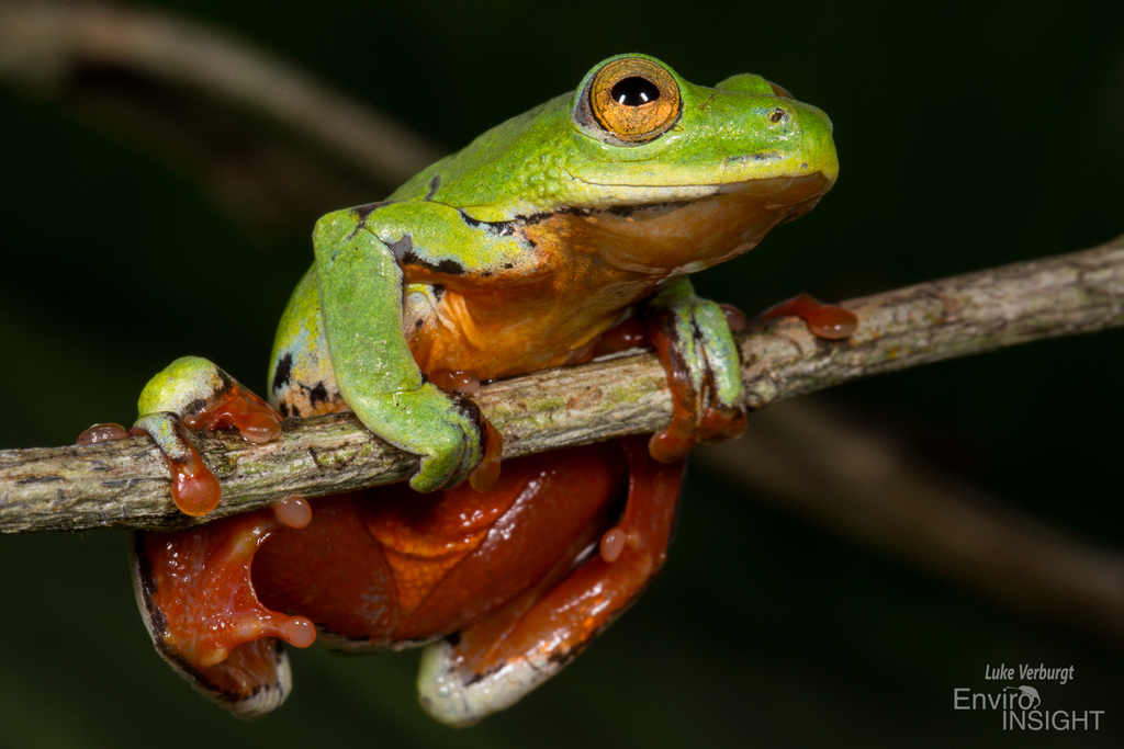 Moller's Gulf Frog