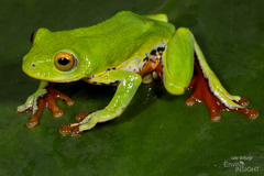 Moller's Gulf Frog photo 2