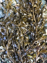 Sargassum muticum