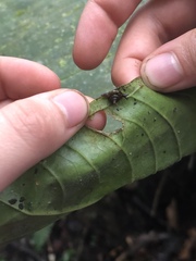 Euconulidae