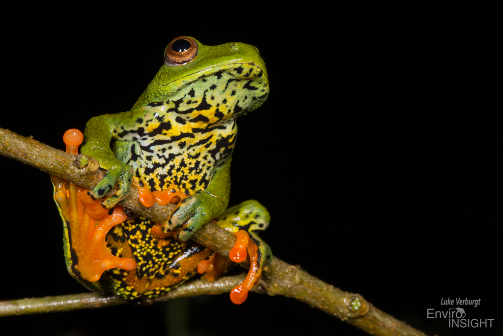 Sao Thome Reed Frog