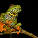 São Tomé Giant Treefrog - Photo (c) Luke Verburgt, some rights reserved (CC BY-NC), uploaded by Luke Verburgt