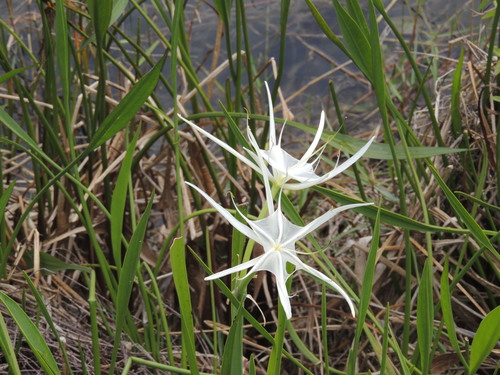 Image of Hymenocallis tridentata by (c) Patrick Jackson, some rights reserved (CC BY)