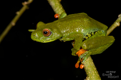 Sao Thome Reed Frog photo 2