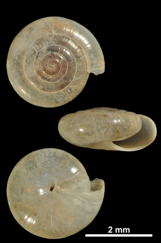 Cristalline de Narbonne