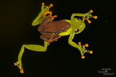 Sao Thome Reed Frog photo 3