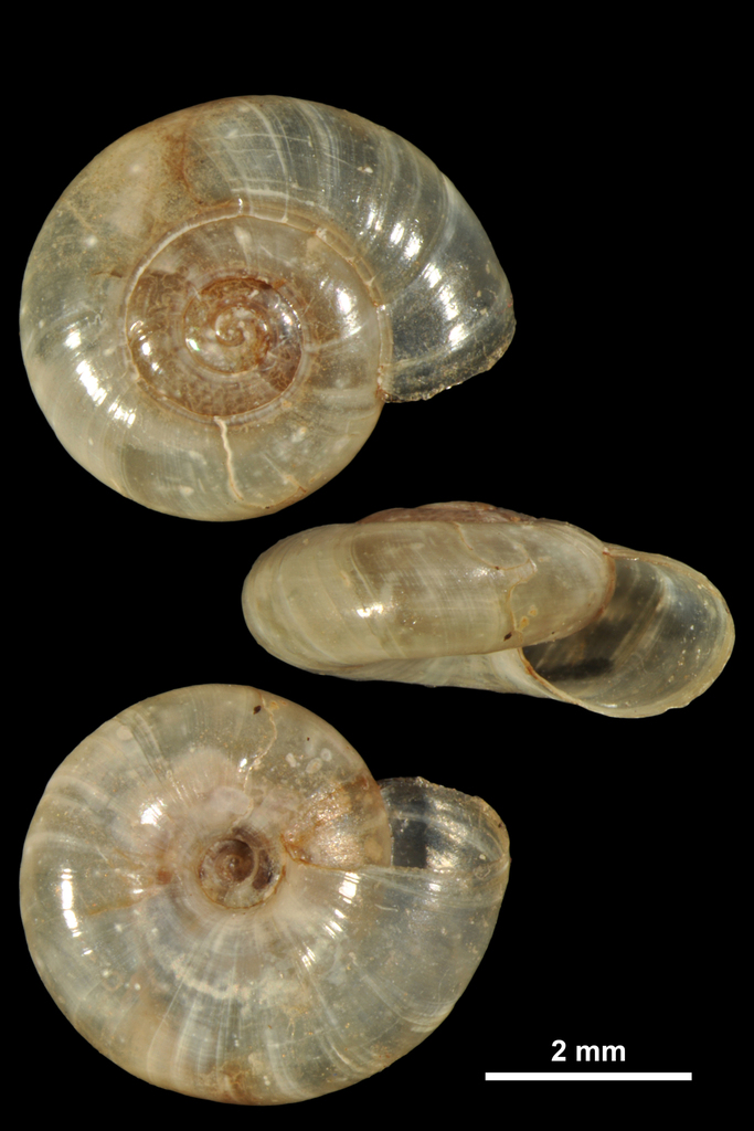 clear glass snail