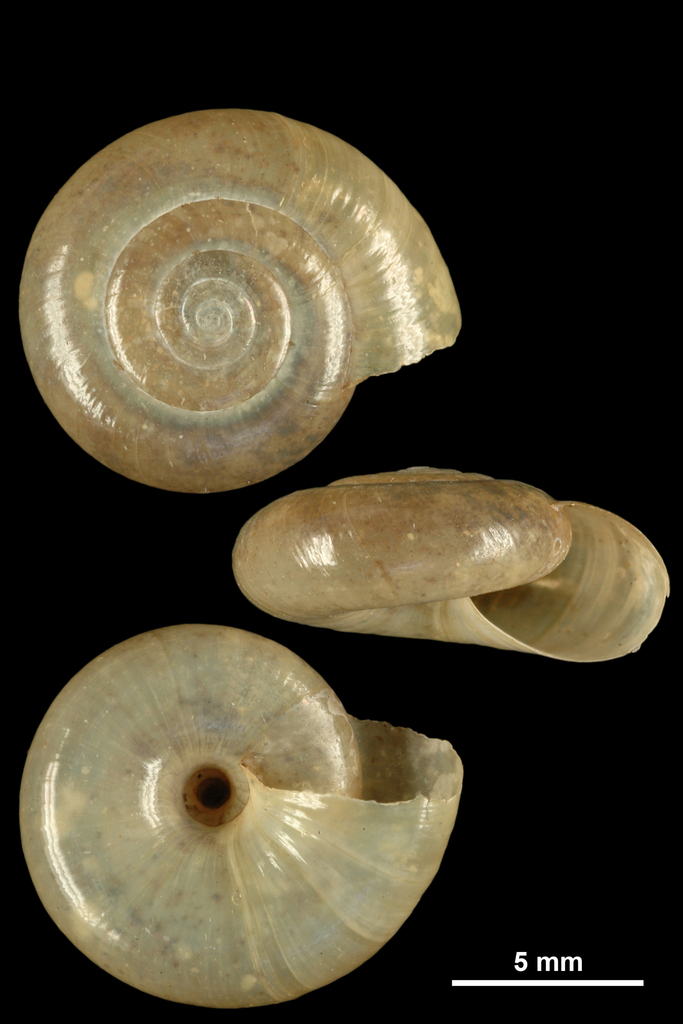 Oxychilus farinesianus