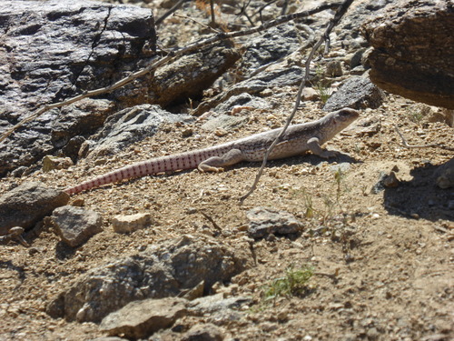 iNaturalist observation photo of Desert Iguana