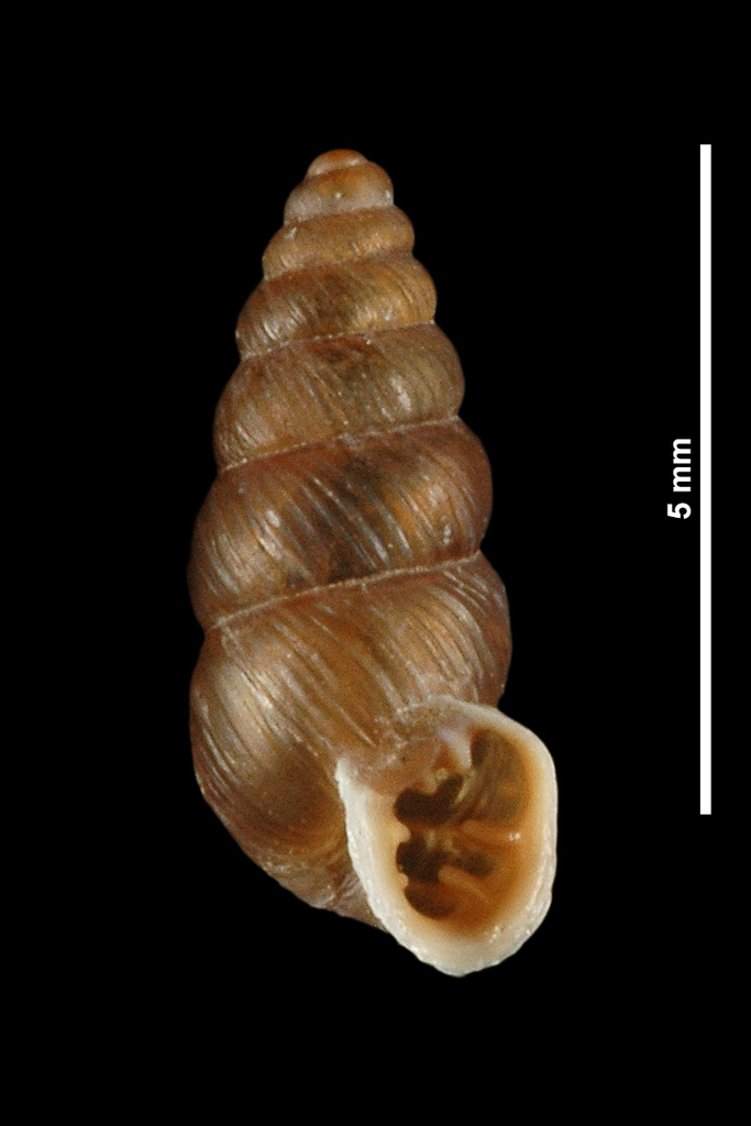 Chondrina centralis