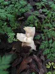 Helvella crispa