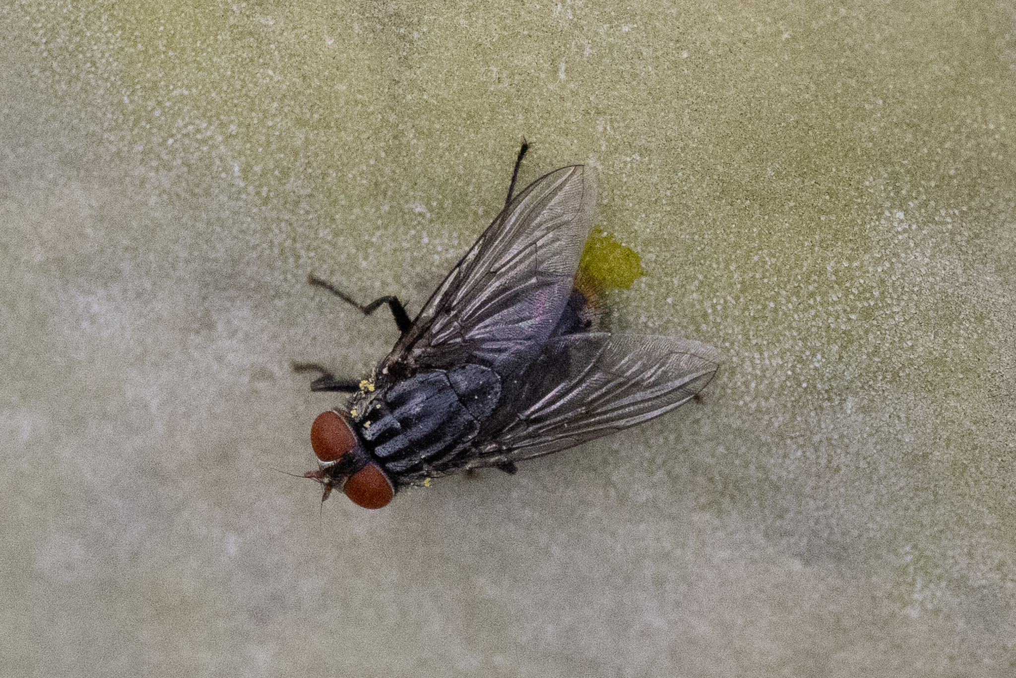 Mosca carroñera