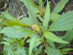 Procecidochares alani