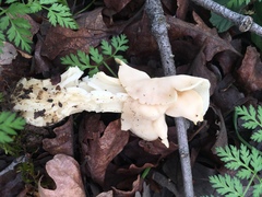 Helvella crispa