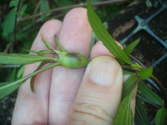 Procecidochares alani