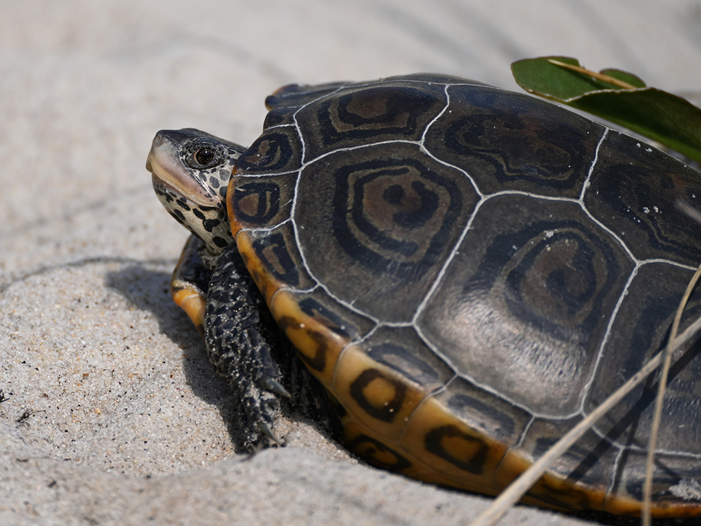 Northern Diamondback Terrapin In June 2023 By Ina Siebert · Inaturalist