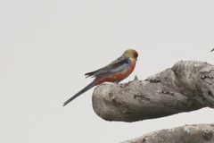 Platycercus elegans adelaidae