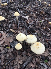 Leratiomyces percevalii