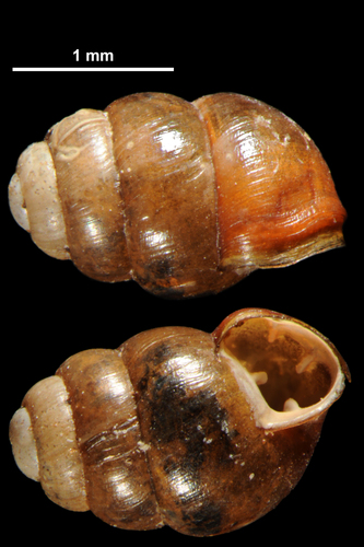 Lilljeborg's Whorl Snail