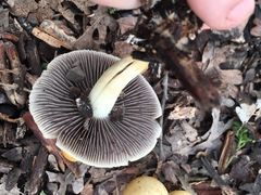 Leratiomyces percevalii