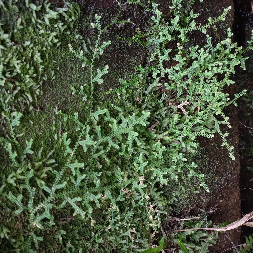 Selaginella muscosa; photograph (c) Patrícia Mees, some rights reserved (CC BY)