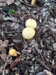 Leratiomyces percevalii