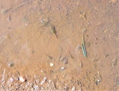 Triops australiensis