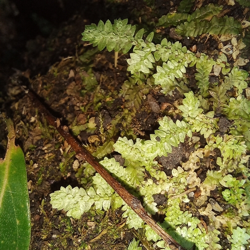 Selaginella muscosa, photograph 1