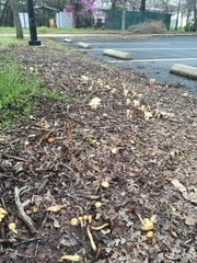 Leratiomyces percevalii