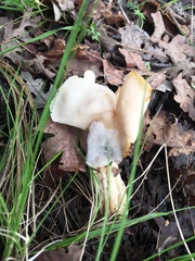 Helvella crispa