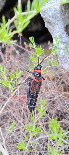 Koppie Foam Grasshopper photo 3