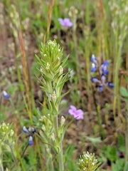 Castilleja attenuata
