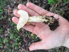 Helvella crispa
