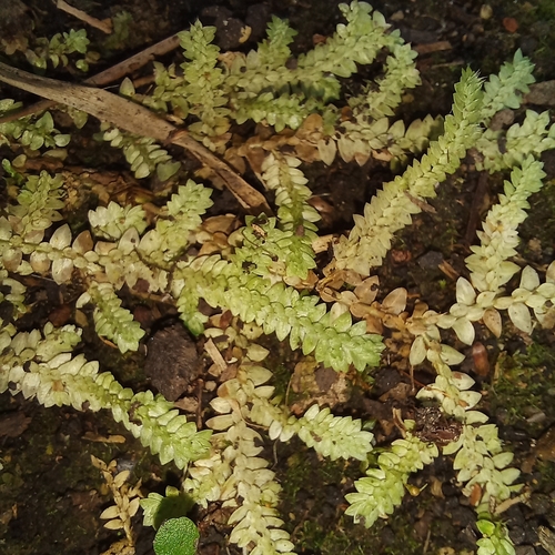 Selaginella muscosa, photograph 2