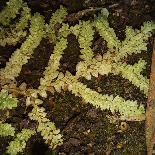 Selaginella muscosa, photograph 3