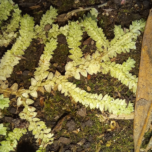 Selaginella muscosa, photograph 4