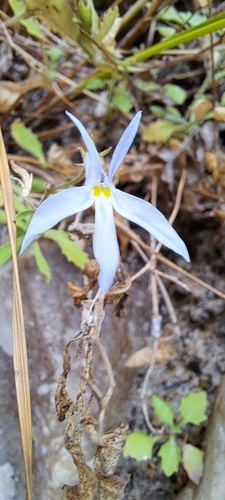 Image of Lobelia pubescens by (c) Liezl van der Merwe, some rights reserved (CC BY)