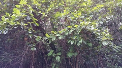 Dichaetanthera