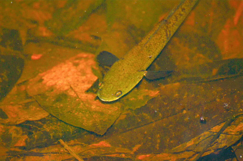 Baram snakehead