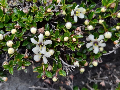 Escallonia serrata (Escallonia serrata)