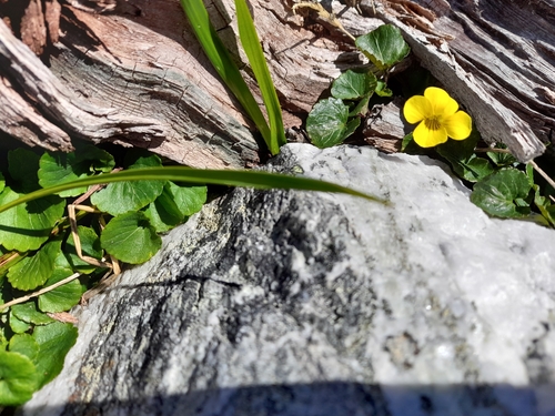Fuegian violet (Viola magellanica)