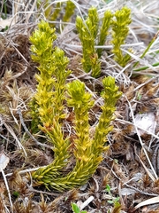 Image of Huperzia fuegiana